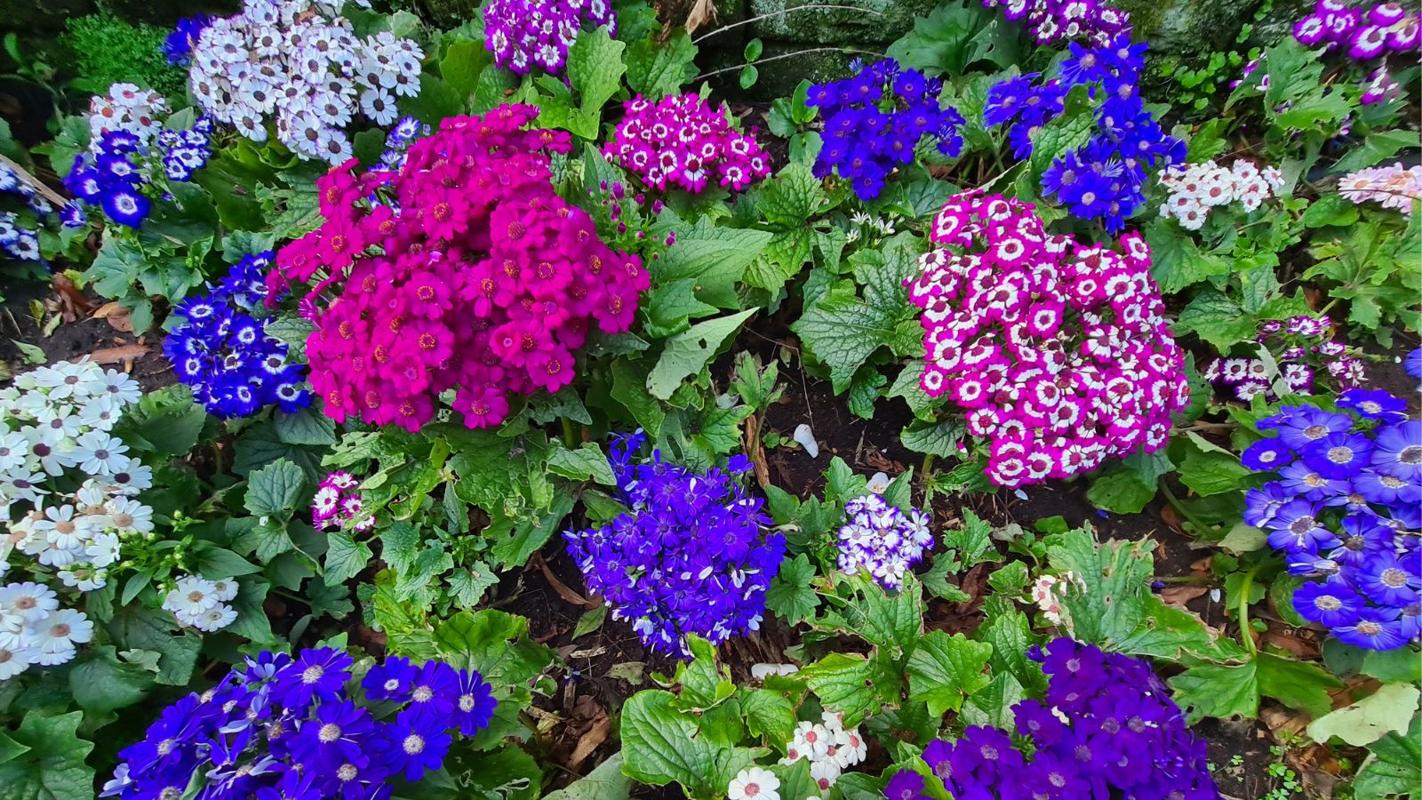 Multiple mounds of Pericallis x. hybrida blooms having different hues, including pinks, blues and purples surrounded by green foliage