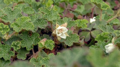 Rubus rolfei plant with distinctly shaped leaves and small white flowers looking dainty among leaves