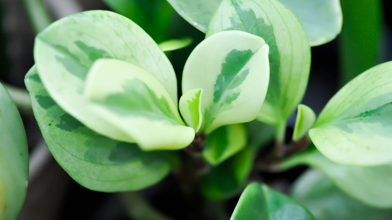 A close-up shot of a composition of variegated, round leaves of a houseplant