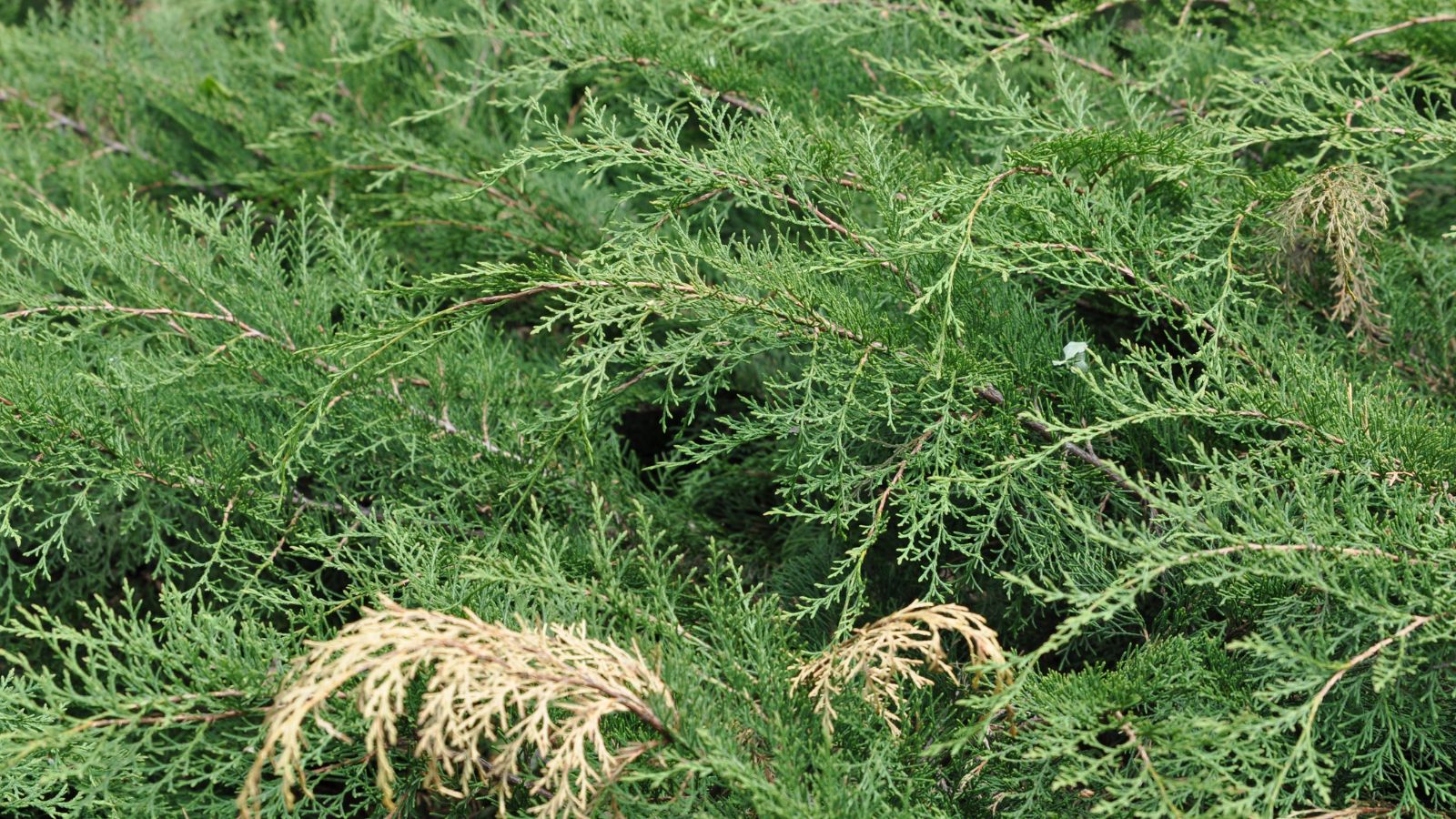 Siberian carpet cypress with discolored leaves, with some pieces appear to be drooping down and dry  placed somewhere with dim light
