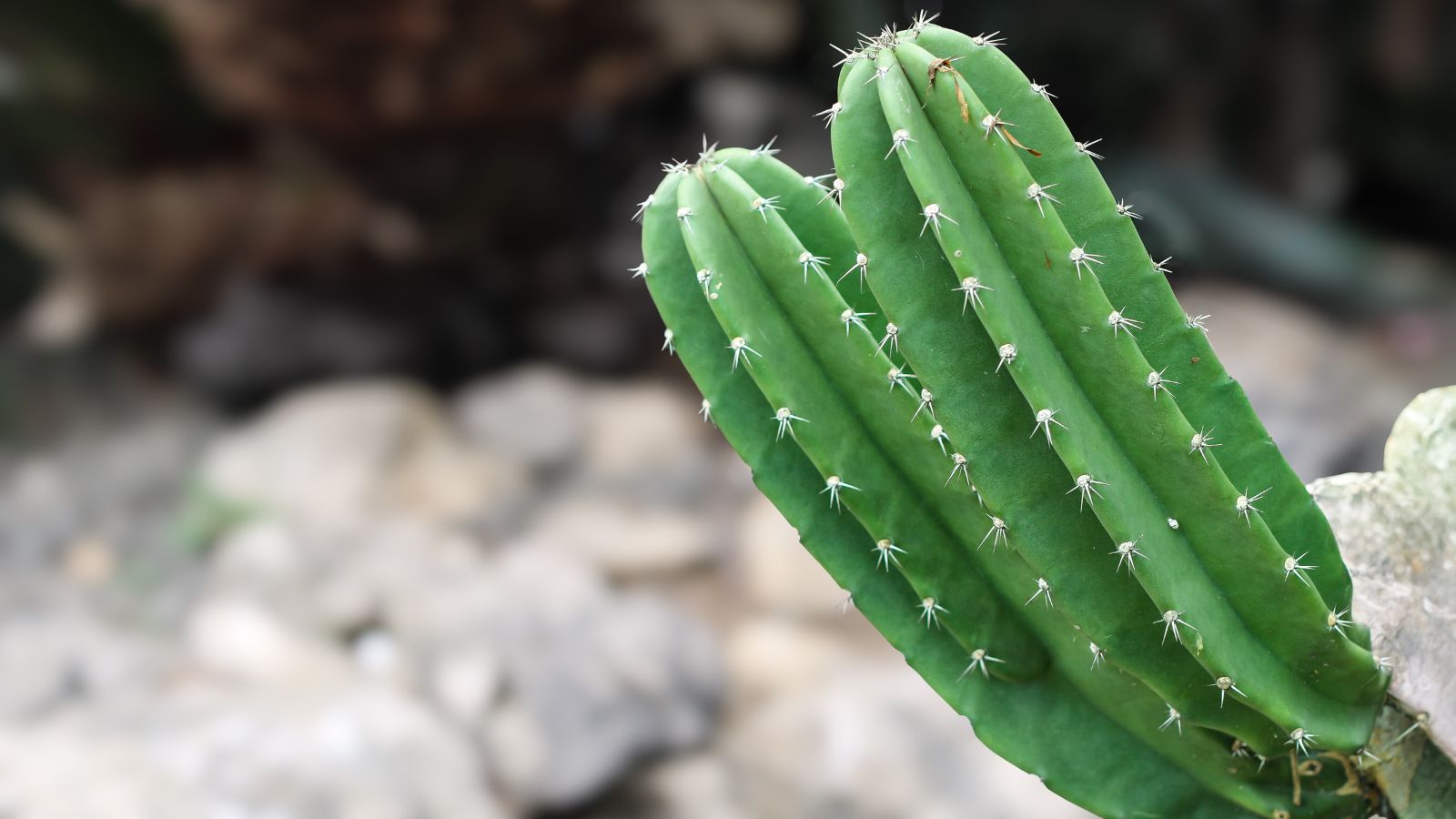 Small pieces of Cereus peruvianus appearing to have a bright green color with countless spines with gray rocks in the background