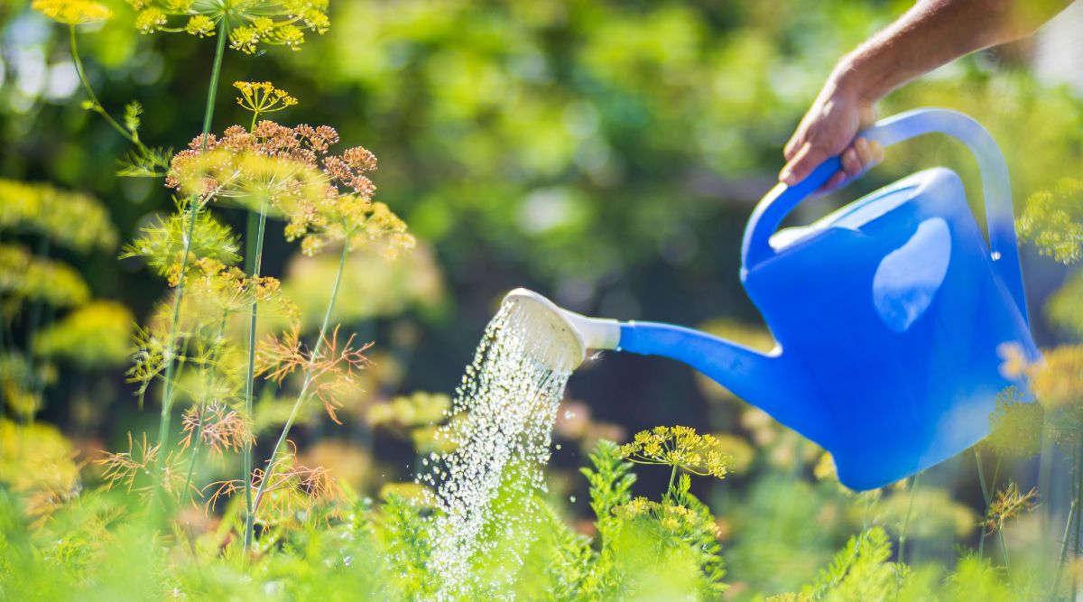 Someone holding watering can blue in color, sprinkling water on a lush and flourishing garden with vivid greens and other shades of yellow shining under the sun
