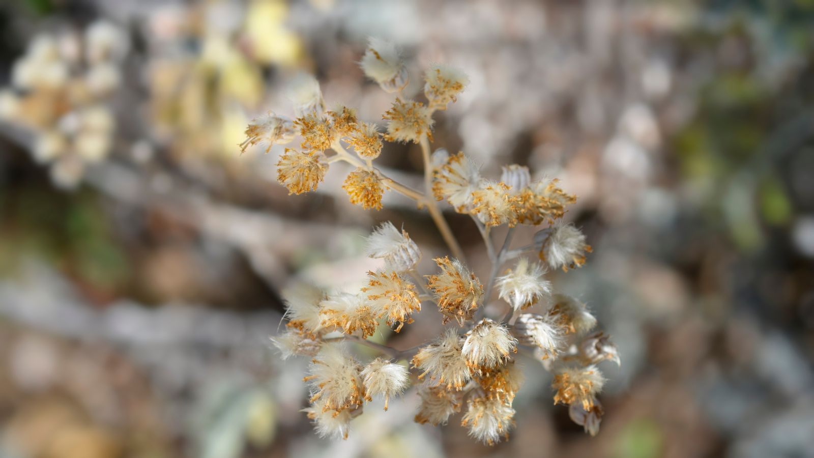 Spent stems of the Pericallis x. hybrida, exposing the seedheads dried because of the weather and can be used for propagation