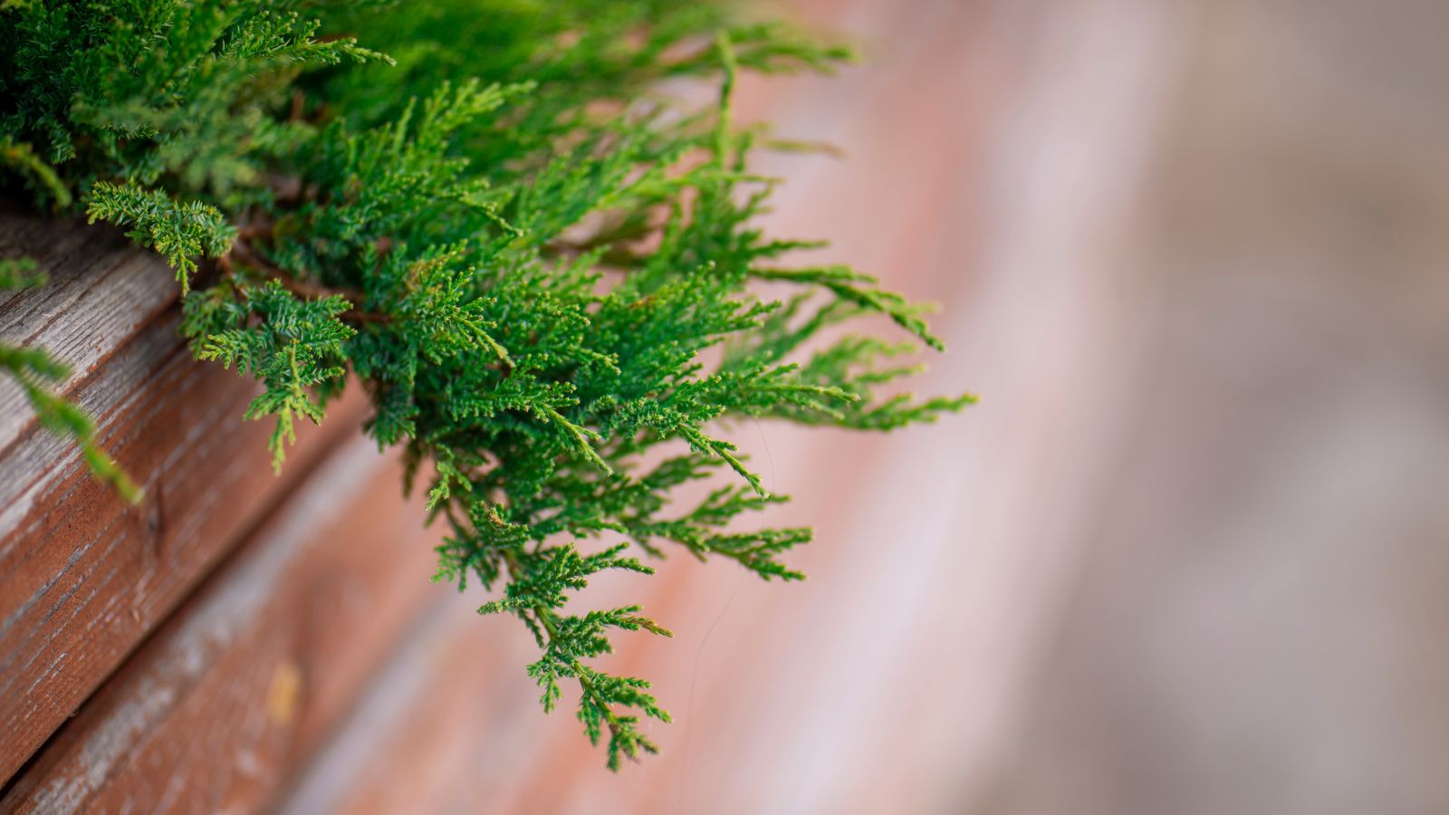 The tip of the Siberian carpet cypress laying to the side of the container, appearing to have feathery leaves and woody stems