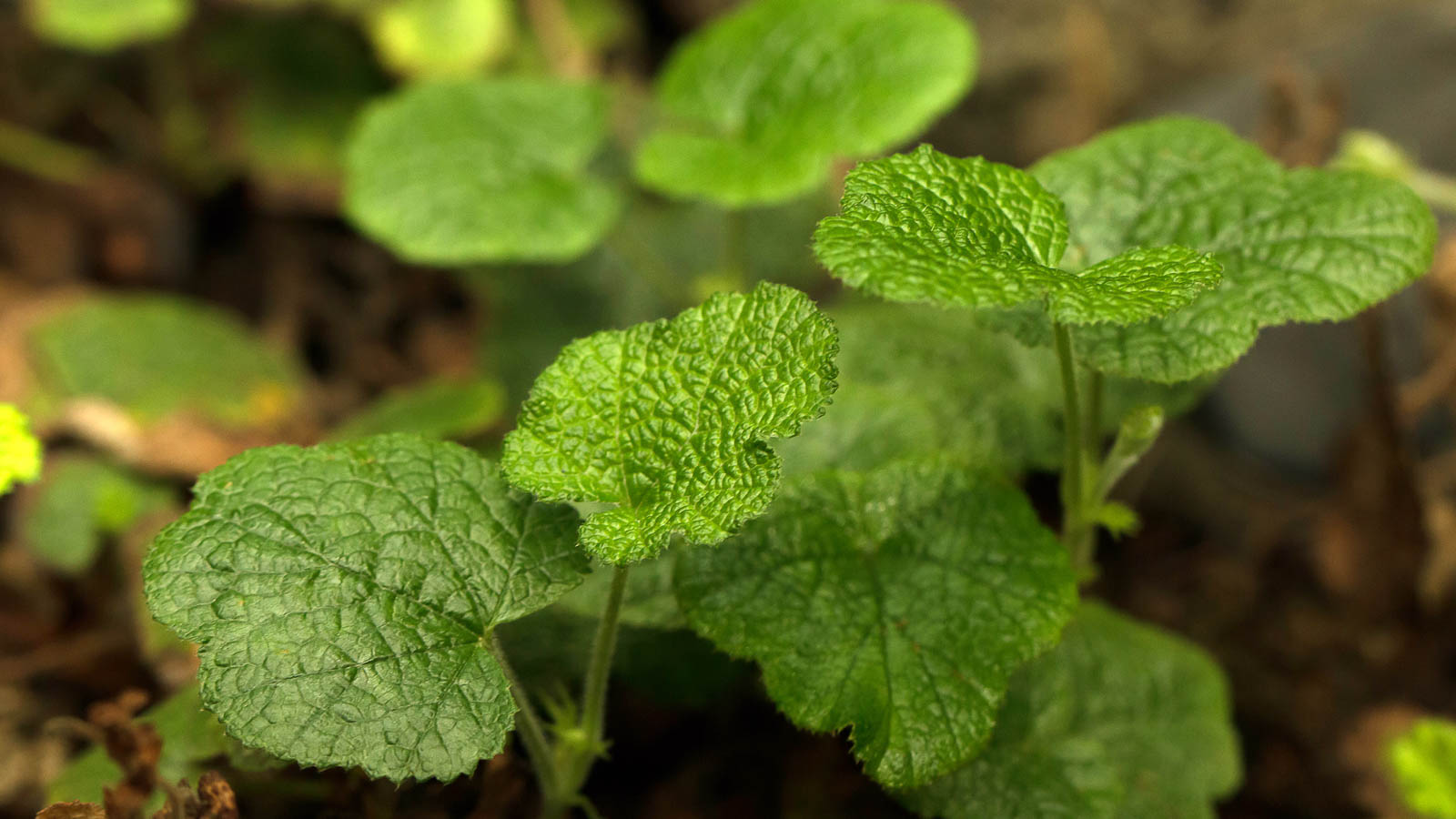 Lush green leaves of the creeping raspberry plant.