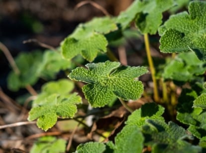 Creeping raspberry plants with deep green leaves with distinct shaped and curvy edges, receiving sunlight in a nice garden