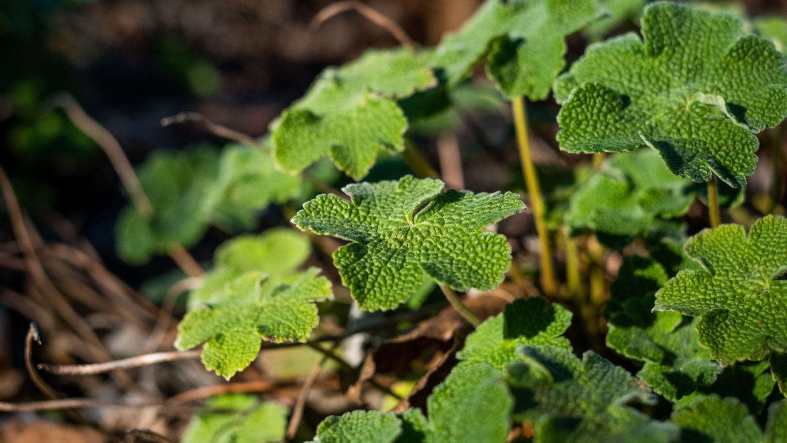 Creeping raspberry plants with deep green leaves with distinct shaped and curvy edges, receiving sunlight in a nice garden