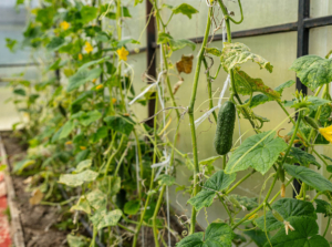Growing cucumbers vertically in a greenhouse.