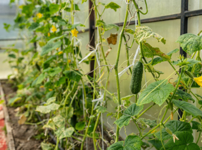Growing cucumbers vertically in a greenhouse.