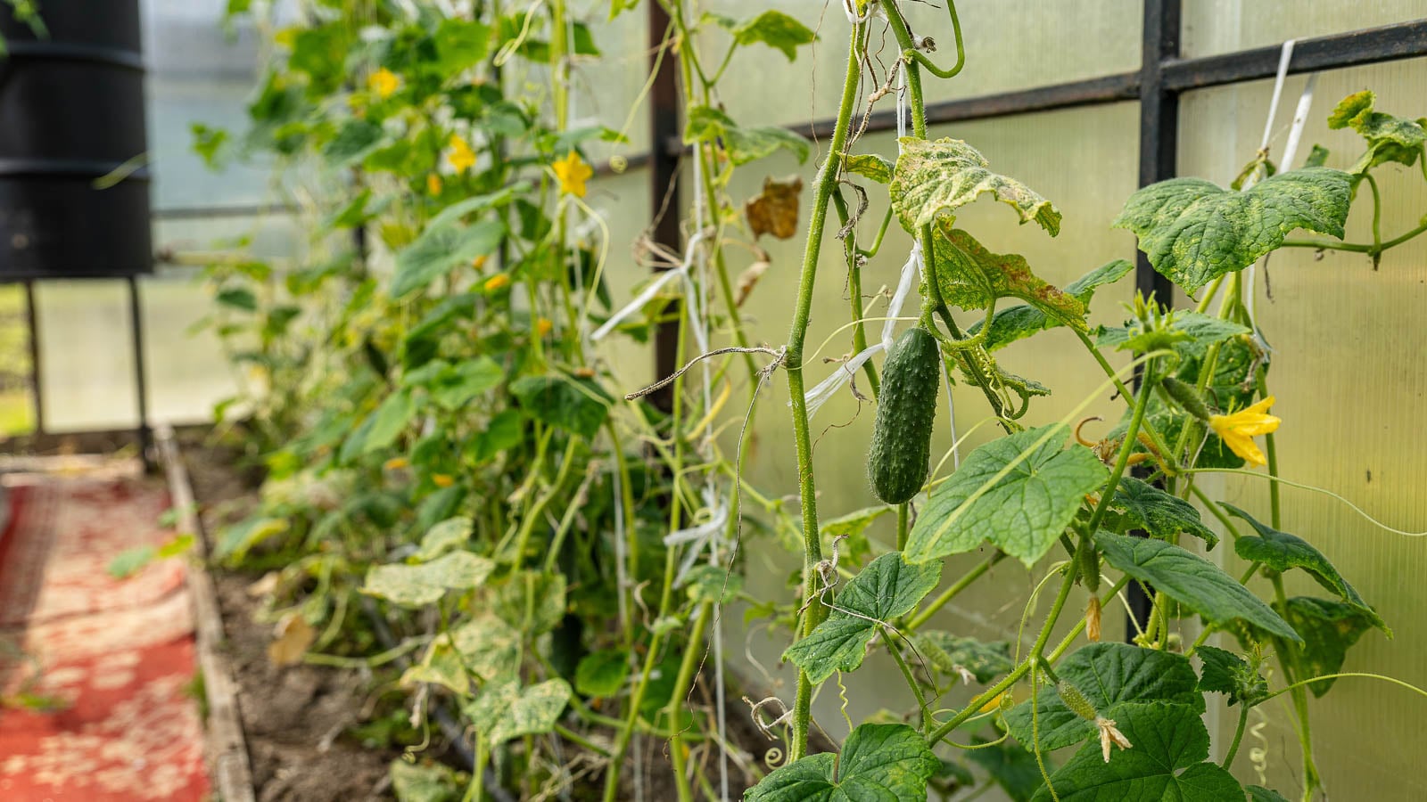 Growing Cucumis sativus plants vertically in a greenhouse, appearing to climb supports attached to the wall