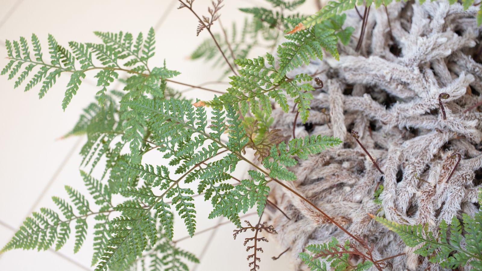 A Davallia fejeensis plant with think foliage and thick rhizomes, placed somewhere with enough light