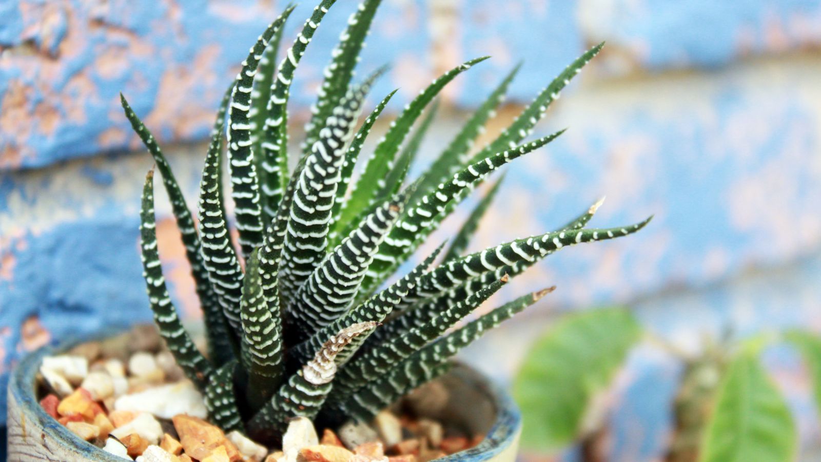 A zebra plant with leaves leaning to one side, having pebbles at the base and a blue wall in the background
