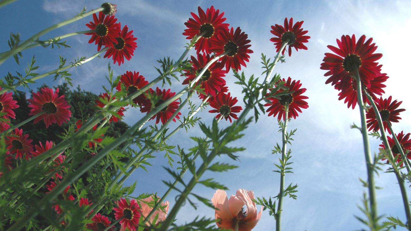 A base-angle shot of developing scarlet red colored flowers in a well lit area