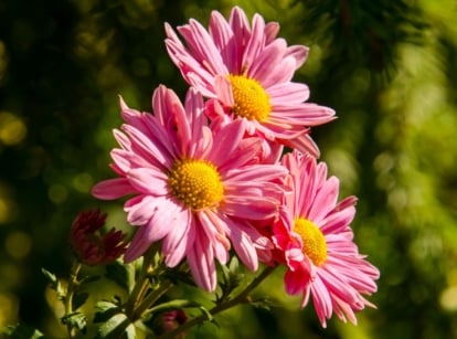 A close-up shot of a small cluster of pink colored flowers called Painted daisy