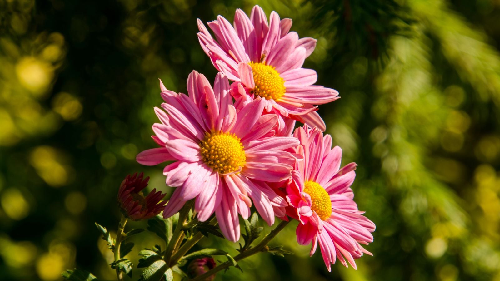 A close-up shot of a small cluster of pink colored flowers called Painted daisy