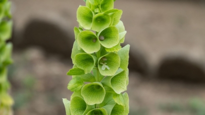 A close-up shot of the Molucca balmis plant showcasing its shell-shaped foliage in a well lit area
