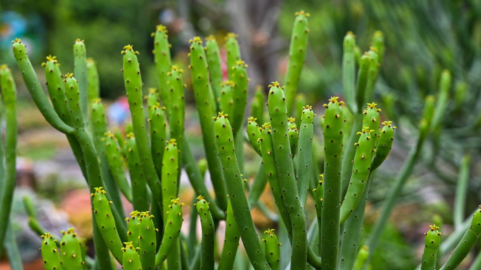 A healthy E. tirucalli plant placed outdoors, looking bright and vibrant green with random dots on the plant parts