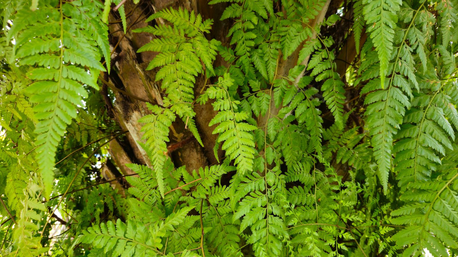 A healthy and lush Davallia fejeensis, appearing to have lovely green fronds and dark brown and fuzzy plant parts