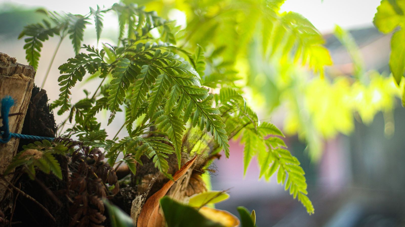 A lovely Davallia fejeensis plant placed in the shade, growing bright green fronds surrounded by dark brown material