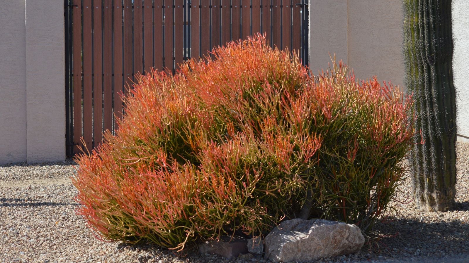 A pencil cactus plant in a garden, appearing to grow on dry soil with gravel placed under full sun making the place seem to have warm weather