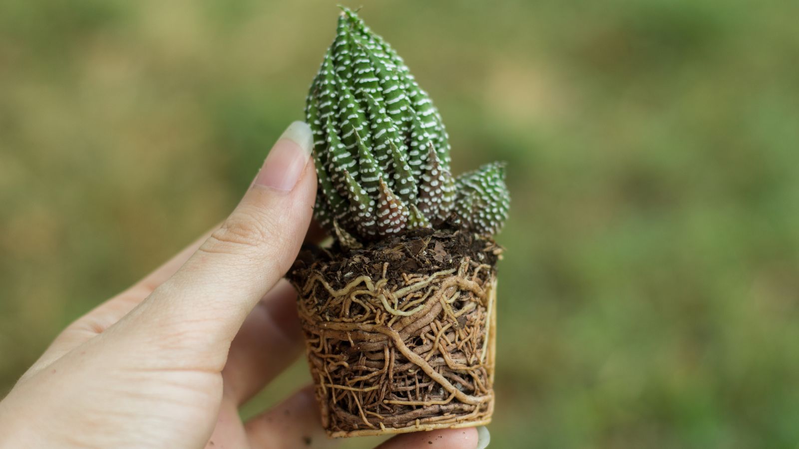 A person holding a zebra plant using bare hand, with its roots exposes appearing brown against the green grassy background