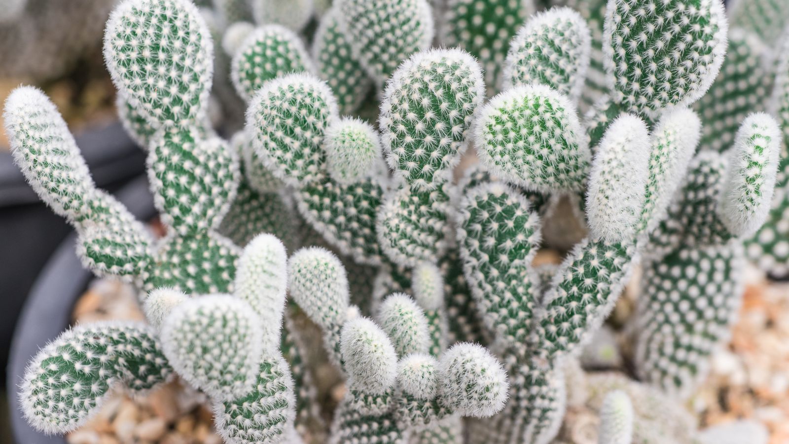 A potted Opuntia microdasys plant in a container with countless pebbles, with the plant having green pads and white spines
