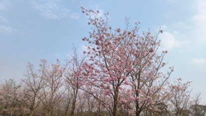 A shot of a developing deciduous plant with colorful pink blossoms in a well lit area outdoors
