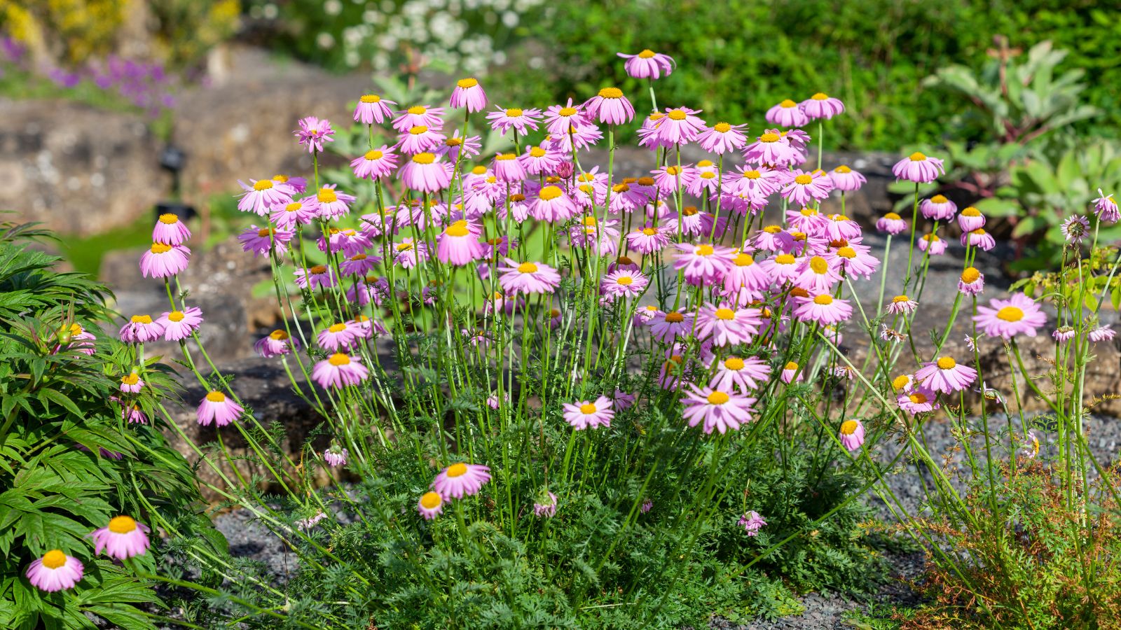A shot of a small composition of pink flowers showcasing its delicate petals and green foliage, alongside other plants in the background in a well lit area outdoors.