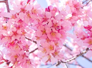 A shot of blooms of a deciduous plant called Okame cherry tree
