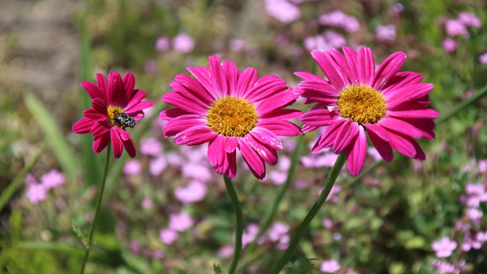 A shot of bright pink colored flowers and its green foliage in a well lit area outdoors