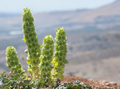 A shot of several stalks of Bells of Ireland in a bright sunny area outdoors