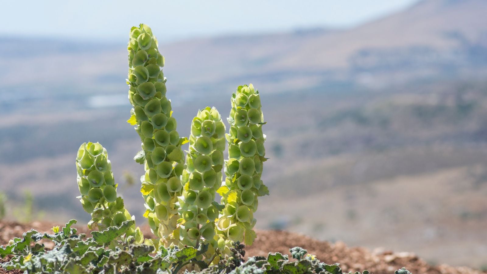 A shot of several stalks of Bells of Ireland in a bright sunny area outdoors