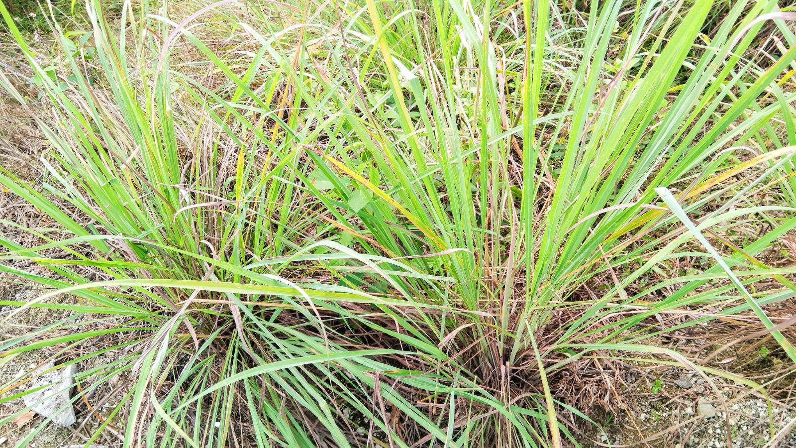 A spot with two Cymbopogon citratus with discolored leaves, appearing to have long and lengthy blades on dark brown soil