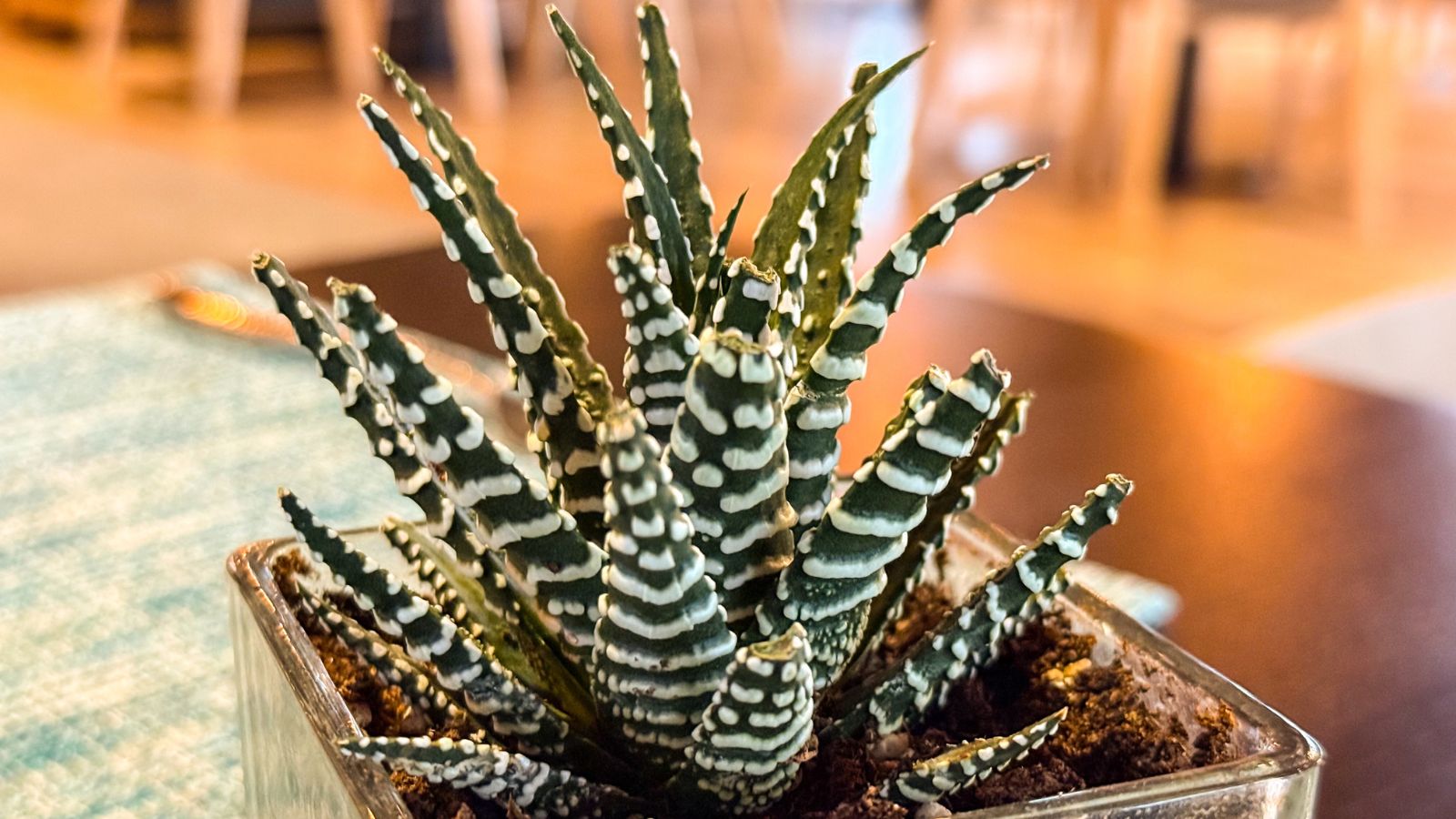 A sturdy zebra plant in a clear pot, containing dark brown material in a room with warm light