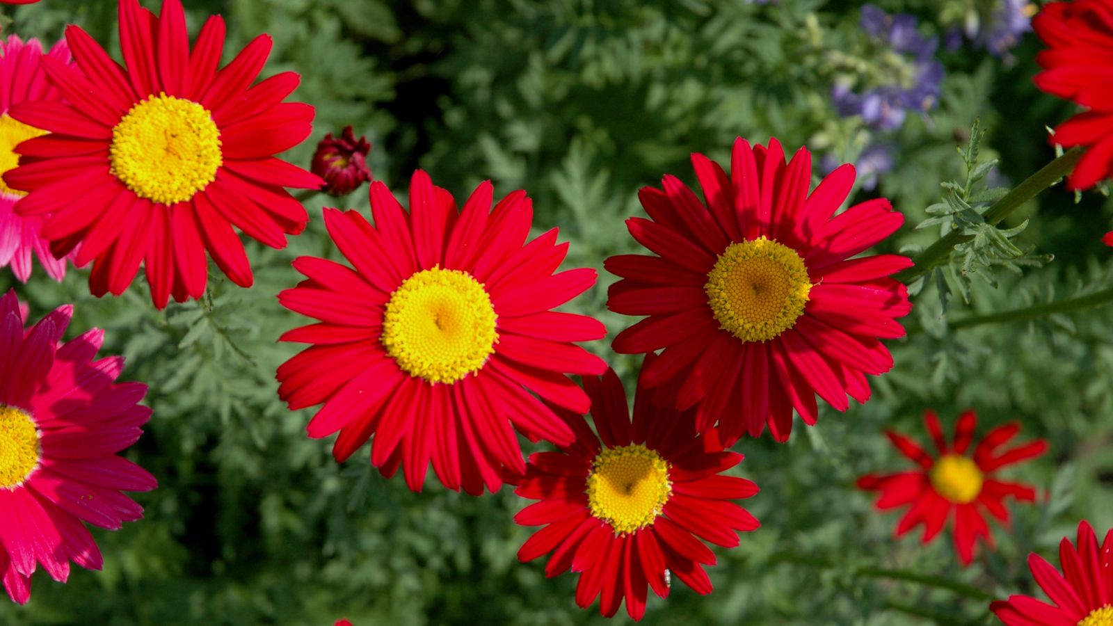 An overhead shot of red colored flowers showcasing its red petals and yellow center all placed in a well lit area