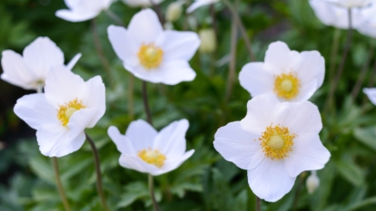 Anemone Canadensis