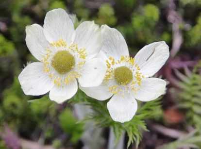 Caring for Anemone Canadensis