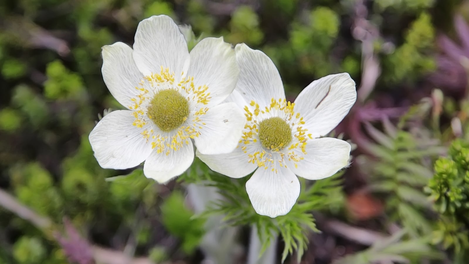 Caring for Anemone Canadensis