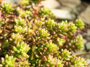 Caring for Jelly Bean Plant