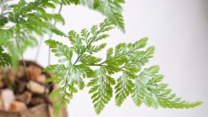 A lovely and small Davallia fejeensis plant with fluffy leaves placed in a container with dark brown material placed on a white surface