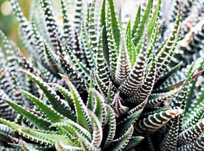 A lush and healthy Haworthia attenuata plant with deep green leaves having white stripes placed somewhere with bright light