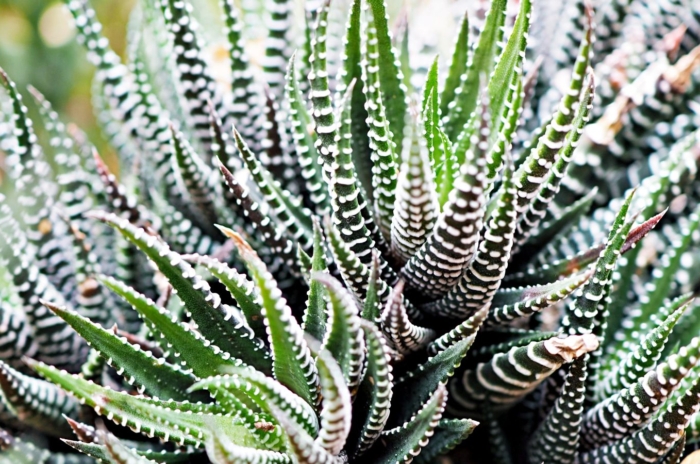 A lush and healthy Haworthia attenuata plant with deep green leaves having white stripes placed somewhere with bright light