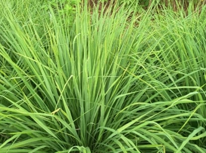 A patch covered in Lemongrass plants appearing to have long and green blades looking healthy under bright sunlight