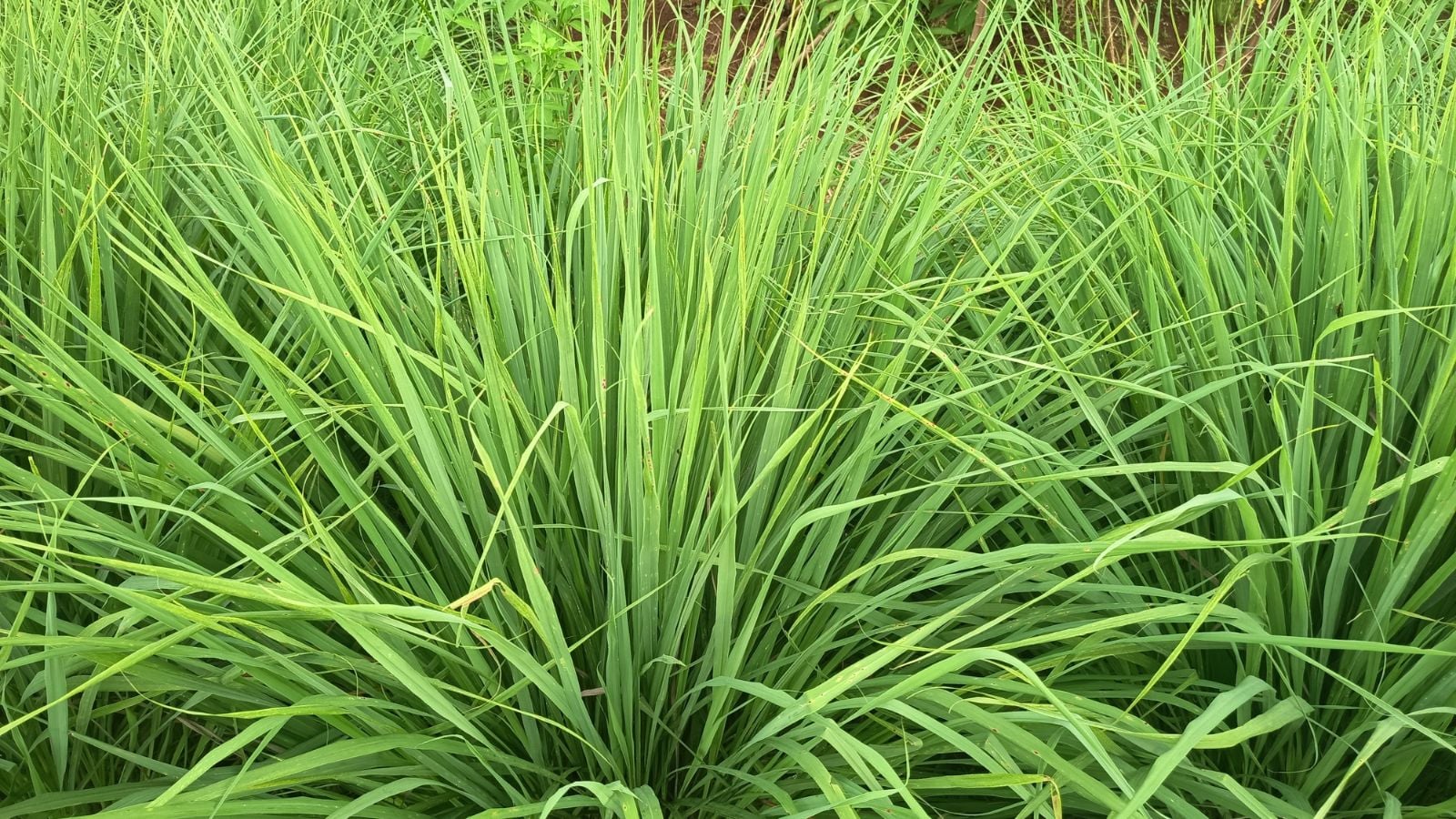 A patch covered in Lemongrass plants appearing to have long and green blades looking healthy under bright sunlight