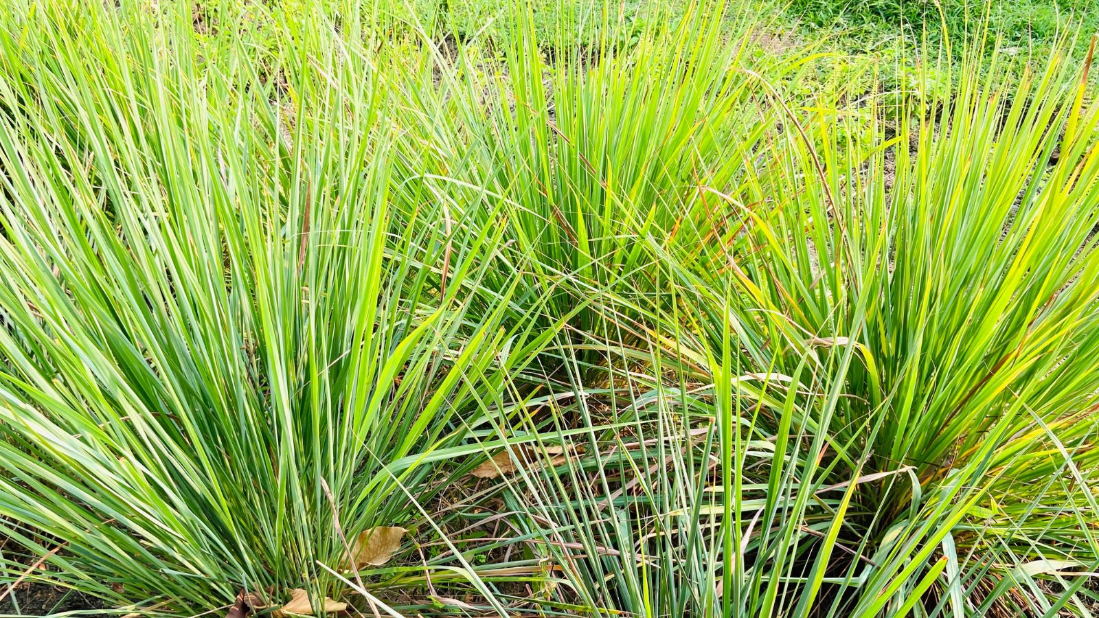 An are covered in multiple Malabar grass appearing to have long green blades growing in dark brown soil