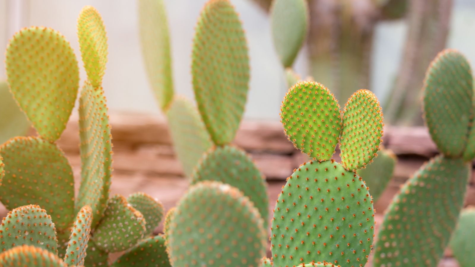 Many Opuntia microdasys plants placed somewhere with bright orange sunlight, having vivid green pads with countless dots