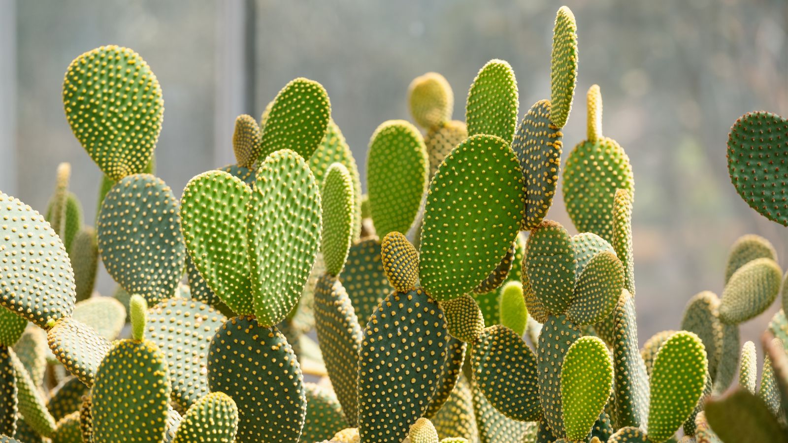 Multiple Opuntia microdasys plants placed somewhere with warm sunlight, appearing to have bright green pads with countless spines