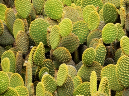 A thick layer of Opuntia Microdasys pads appearing healthy and sturdy with countless dots on the surface appearing vibrant under the warm light