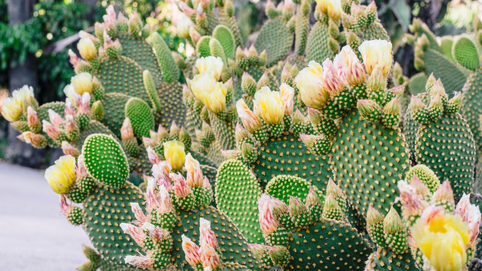 An area covered in Opuntia microdasys plants appearing to have a bright green colored with countless blooms in pale pastel hues