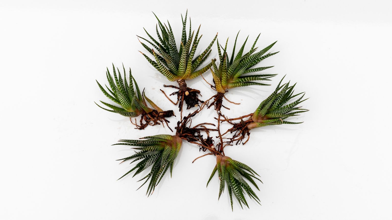 Pieces of zebra plant with brown roots placed on a white surface, positioned to form a circle